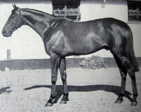 stallion Flush Royal xx (Thoroughbred, 1945, from Majano xx)
