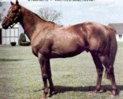 stallion Snow Knight xx (Thoroughbred, 1971, from Firestreak xx)