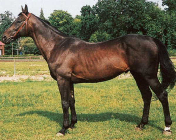stallion Jape xx (Thoroughbred, 1989, from Alleged xx)