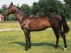 stallion Jape xx (Thoroughbred, 1989, from Alleged xx)