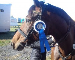 jumper Clearwater 10 (German Warmblood, 2009, from Canterbury)