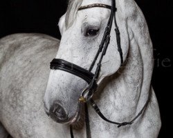 broodmare Genial (Oldenburg show jumper, 2007, from Clinton H)