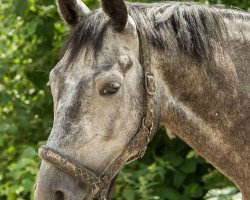 dressage horse Quadro Son (German Sport Horse, 2011, from Quadroneur)