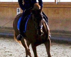 dressage horse Lord-Locksley (Bavarian, 2007, from Locksley III)