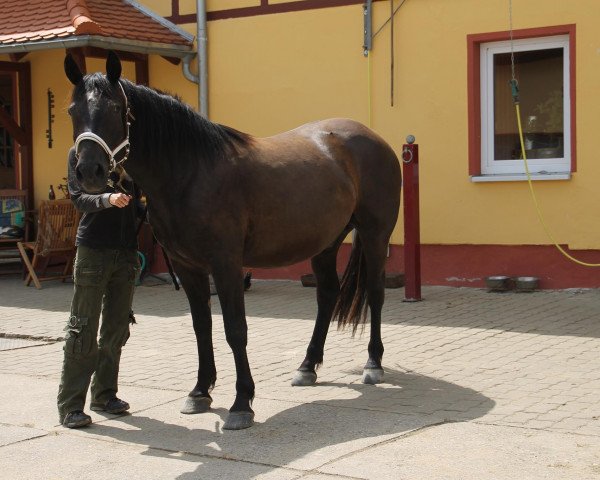 horse Ostwind (Paint Horse, 2013)