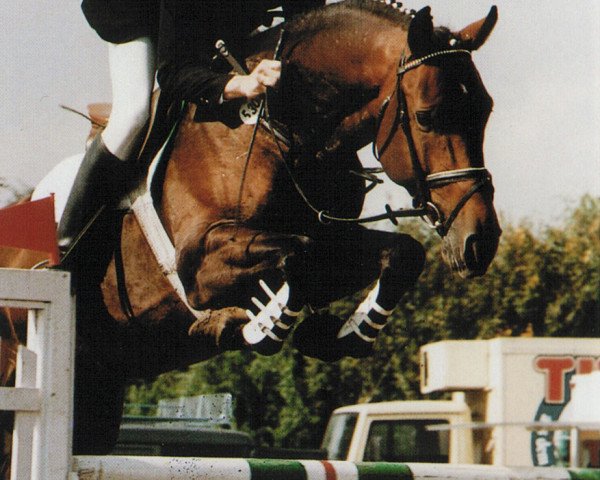 Pferd Lehnsherr GL (Holsteiner, 1988, von Landgraf I)