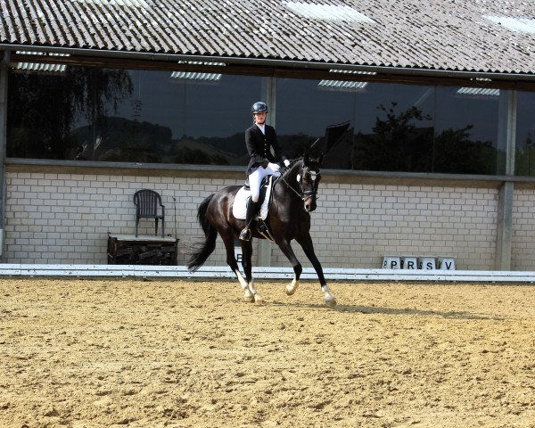 dressage horse Chester (German Sport Horse, 2013, from Conturio)