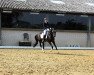 dressage horse Chester (German Sport Horse, 2013, from Conturio)