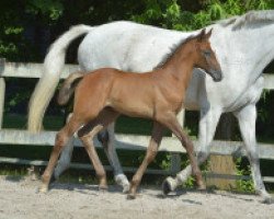 jumper Miss Blue Z Marathon (Zangersheide riding horse, 2016, from Mr Blue)