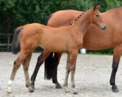 jumper Moonflower J&f Champblanc Z (Zangersheide riding horse, 2016, from Montender)