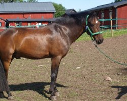 horse Manolito H (New Forest Pony, 2003, from Valentino)