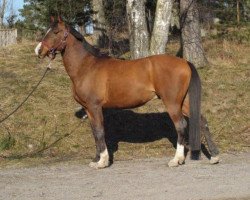 Pferd Norbert (Nederlands Rijpaarden en Pony, 2003, von Neron)