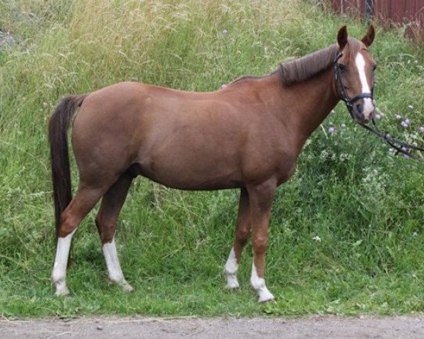 horse Bonito (German Riding Pony, 2000)