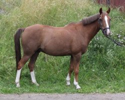 Pferd Bonito (Deutsches Reitpony, 2000)