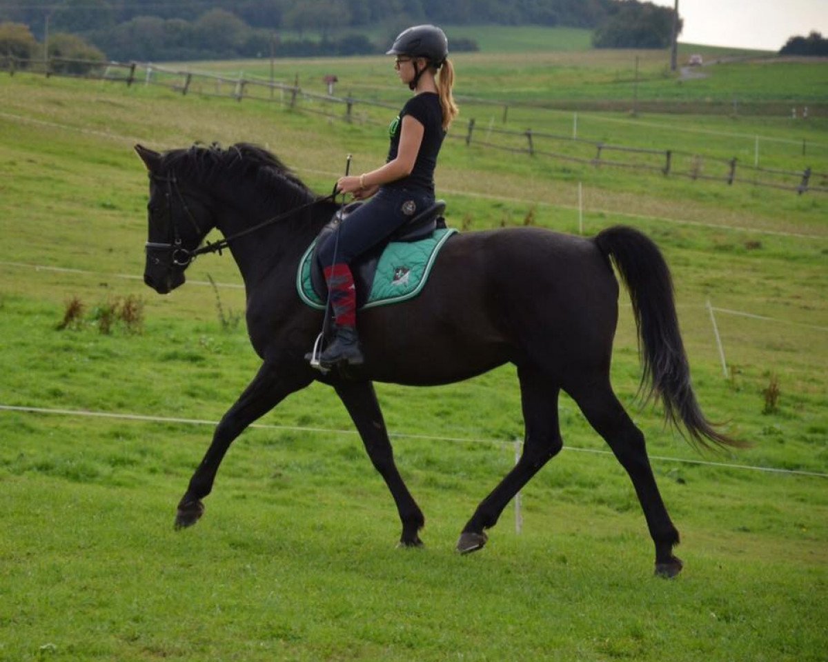 stallion Rubin-Royal (Hessian Warmblood, 2004, from Roadster)