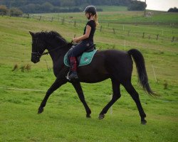 stallion Rubin-Royal (Hessian Warmblood, 2004, from Roadster)