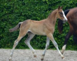 horse Lucky Pia PS Z (Zangersheide riding horse, 2016, from Le Blue Diamond v't Ruytershof)