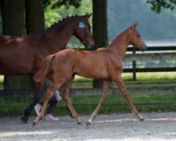 horse For my Lady Z (Zangersheide riding horse, 2016, from For Pleasure)