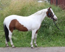 horse Orcus (Lewitzer, 2001, from Ontario II)