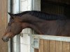 broodmare Charima (Trakehner, 2005, from Chronist)