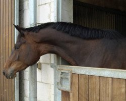 broodmare Charima (Trakehner, 2005, from Chronist)