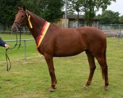 broodmare Cavallandra (Württemberger, 2006, from Cavallieri xx)