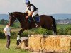 Springpferd Chayenne S 2 (Trakehner, 2011, von Elfado)