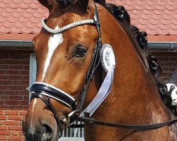 dressage horse Forever Dancing Ga (Oldenburg, 2013, from Foundation 2)