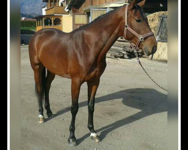 Pferd Cranberry (Österreichisches Warmblut, 2010, von Golden Game)