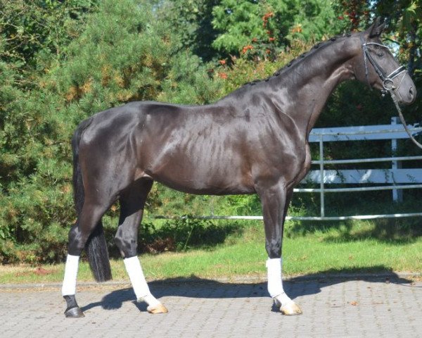 dressage horse indcru (Hanoverian, 2012, from Don Index)