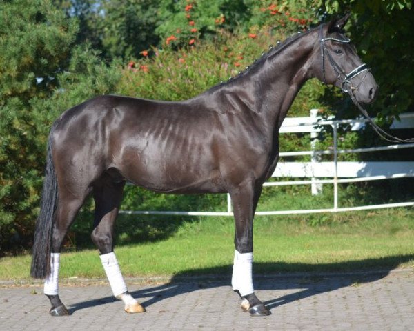 dressage horse donindex (Hanoverian,  , from Don Index)