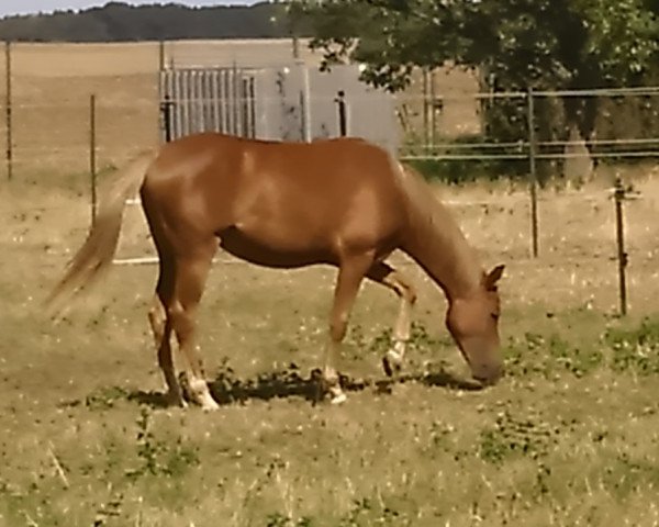 jumper Samba´s Fiona (German Riding Pony, 2015, from Fiorano)