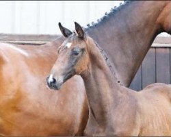 jumper Favorias (Oldenburg show jumper, 2016, from Favorit Ask)