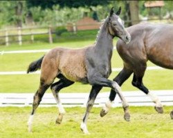 dressage horse Great Stone (Oldenburg, 2016, from Grey Flanell)