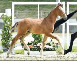 Springpferd Casallico (Oldenburger Springpferd, 2016, von Casall)