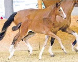 jumper Chaccarina (Oldenburg show jumper, 2016, from Chacco's Son II)