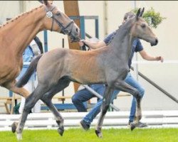 jumper Charlie (Oldenburg show jumper, 2016, from Chacoon Blue)