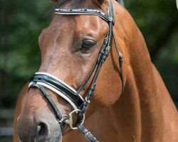 horse Clinton's Dreamer (Oldenburg show jumper, 2009, from Clinton)