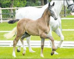 Springpferd Balaton (Oldenburger Springpferd, 2016, von Balou du Rouet)