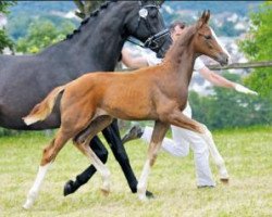 dressage horse Bon Amour (Oldenburg, 2016, from Callaho's Benicio)