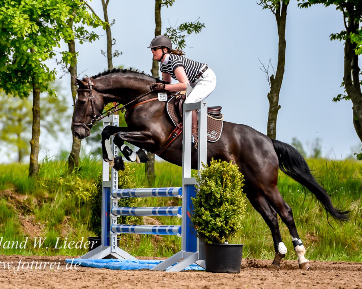 jumper Cadego (Holsteiner, 2010, from Connor 48)