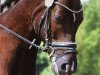 dressage horse Spot On 5 (Hanoverian, 2005, from Sandro Hit)