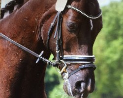 dressage horse Spot On 5 (Hanoverian, 2005, from Sandro Hit)