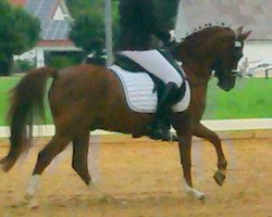 dressage horse Don Deniro 2 (German Riding Pony, 2008, from Kelts de Angelo)