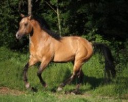 horse Jeannes Happy Light (Quarter Horse, 2008, from Cause Forever)