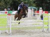 jumper Ombre 12 (Pinto / Small Riding Horse, 2000, from Kavalier)