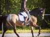 dressage horse Napoleon (German Riding Pony, 2005, from Ninaro)