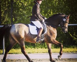 dressage horse Napoleon (German Riding Pony, 2005, from Ninaro)