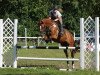 jumper Steendieks Golden Champ (German Riding Pony, 2008, from Golden Thunder)