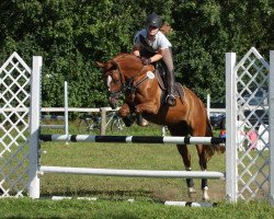 Springpferd Steendieks Golden Champ (Deutsches Reitpony, 2008, von Golden Thunder)